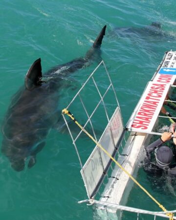 cropped-shark-cage-diving-cape-town.jpg