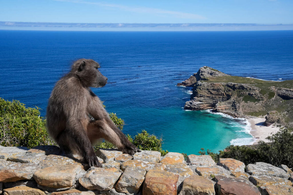 A baboon sitting on a stone wall with a panoramic view of the blue ocean.