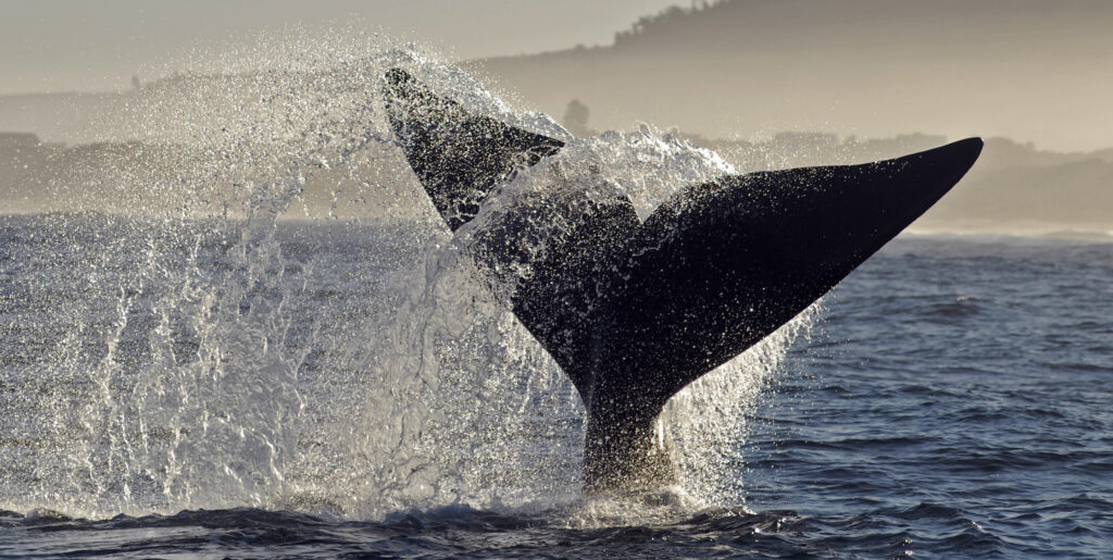 whales in south africa